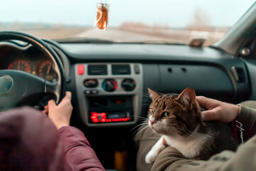 People travel with the beloved cat on a car trip.