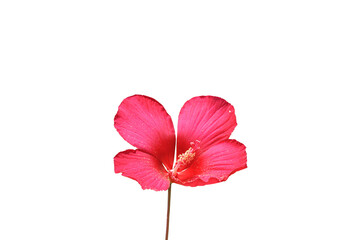 Beautiful bright red hibiscus flower close-up on a white isolated background
