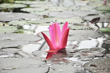 Beautiful pink water lily flower with leaves in a pond in the park