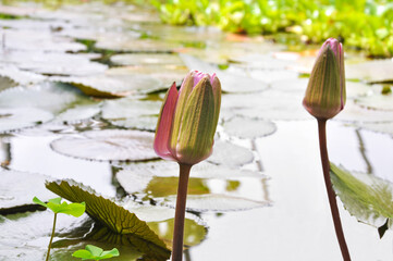 Two beautiful pink water lily buds with green leaves in a pond on a sunny day