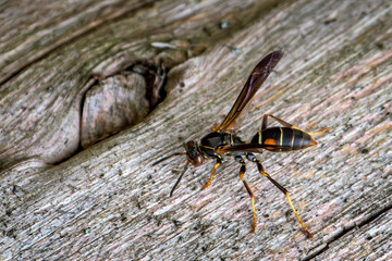 A macro shot of a wasp on a dried-out log in our yard in Windsor in Upstate NY.  A black stinging insect with yellow stripes and a red spot looks to be dangerous.  Staying away from this predator.