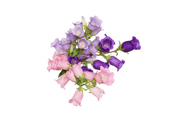 白背景のピンクと紫のカンパニュラ