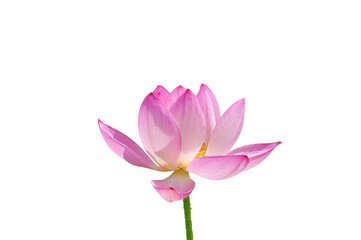 Beautiful bright pink Nelumbo lotus flower on a white isolated background