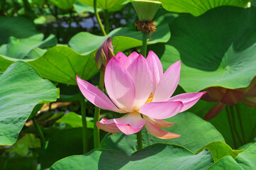 Beautiful bright pink Nelumbo nucifera lotus flower on a sunny day against the background of green leaves