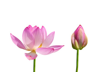 Beautiful bright pink Nelumbo lotus flower and bud on a white isolated background