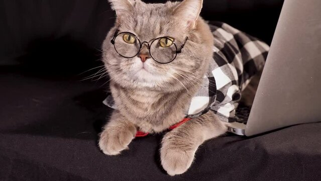 Cat boss with a computer laptop on a black background. Breed Scottish straight. Pet dressed in a shirt with a tie and glasses like a businessman 