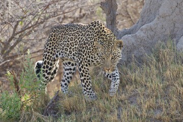 African leopard, Moremi game reserve, Botswana 