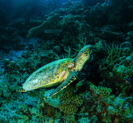 A turtle stands on the seabed and feeds on the hard corals of the reef at the bottom of the sea.