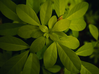green leaves background