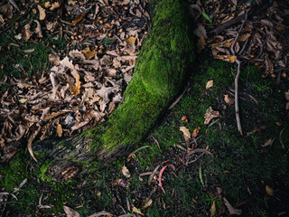 Tree root with moss