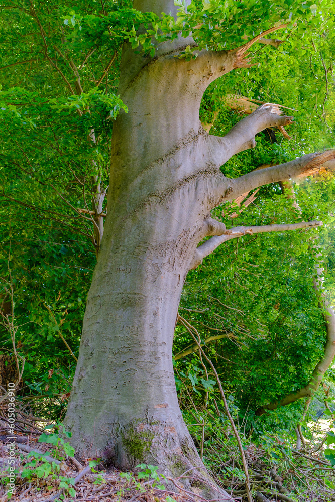 Wall mural tree with green leaves, springtime in the forest.
