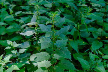 Urtica dioica or stinging nettle, in the garden, a medicinal plant.