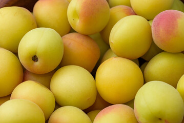 Yellow ripe small ume fruits (after harvest)
