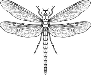Dragonflies Vector