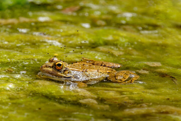 Large green frog in a pond in the water with green plants in Cactualdea Park on Gran Canaria Spain.