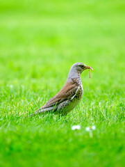 Fieldfare or turdus pilaris on the green grass.