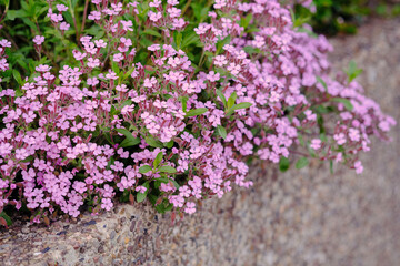 Rock soapwort flowers, saponaria ocymoides, can be used as natural background of pink flowers and...