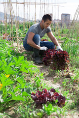 Portrait of man gardener during harvesting of lettuce outdoor