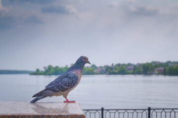 The domestic pigeon Columba livia domestica or Columba livia forma domestica is a pigeon subspecies that was derived from the rock dove.