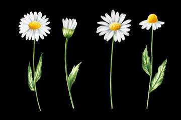 Watercolor white daisy flowers illustration isolated on white background. Chamomile. Detail of beauty products and botany set, cosmetology and medicine. For designers, spa decoration, postcards, wrap