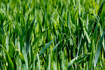 Young green wheat sprouts on field. Agriculture farm. Selective focus.