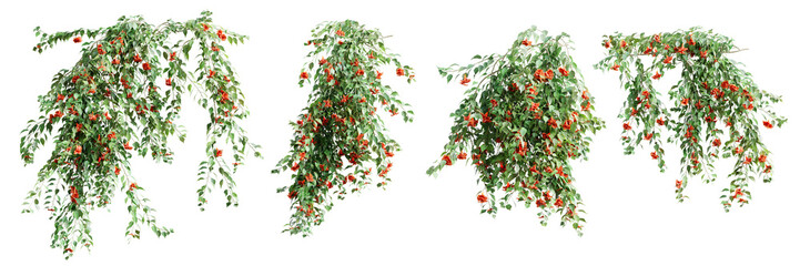 Set of Pyrostegia Venusta creeper plant, vol. 2, isolated on transparent background. 3D render. - obrazy, fototapety, plakaty