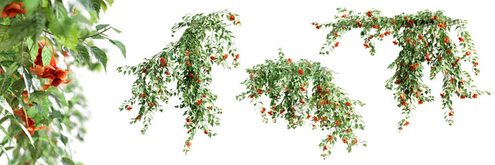 Fototapeta premium Set of Pyrostegia Venusta creeper plant, vol. 1, isolated on transparent background. 3D render.