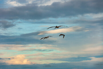 Fototapeta na wymiar cloudscape with pelicans messengers in Yucatan, Mexico - beautiful background