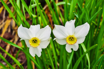 two blooming narcissus flowers on the ground in the summer sun