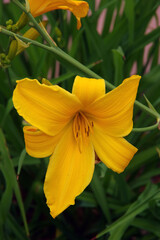Close-up view of a yellow day lily