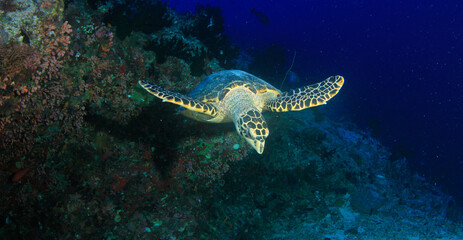 Fototapeta na wymiar Green-hued turtle sailing over the reef in its marine habitat at the bottom of the sea.