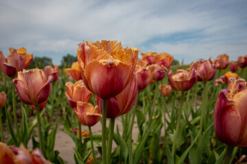 field of tulips