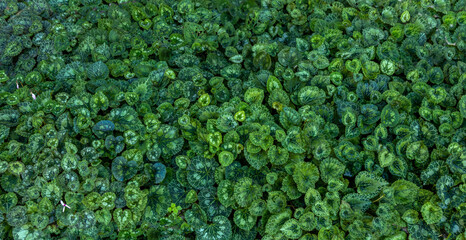 Leaves texture - green horizontal background