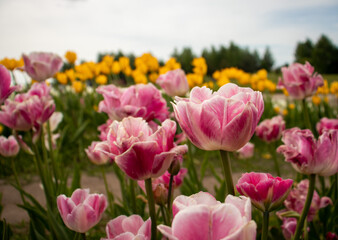 Obraz premium Pink tulip field in spring