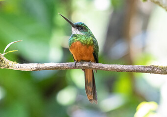 tropical perched on branch