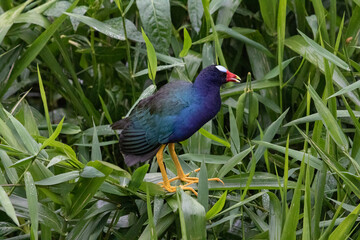 blue bird on the grass