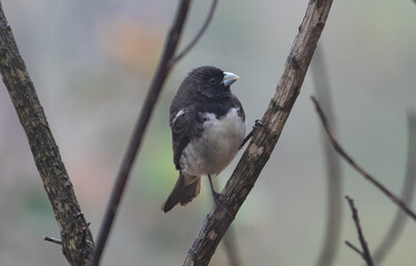 bird perched