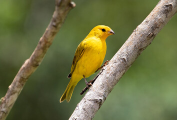 yellow bird