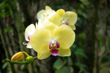 Fototapeta na wymiar Beautiful Yellow orchid in front of the leaves