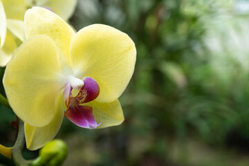 Beautiful Yellow orchid in front of the leaves