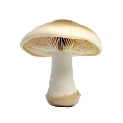 Champignon Mushroom Isolated on Transparent Background, PNG, Generative AI