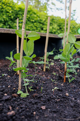 young sweet pea seedling plants growing on black soil