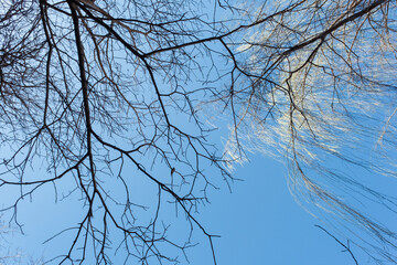 Trees branches in the blue sky of the mountains of the Ourika Valley in Morocco