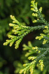 Close-up of a thuja branch. Greenery on a blurred background. Spring.