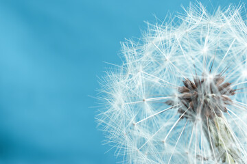 Dandelion macro type, seeds. Blue background color.