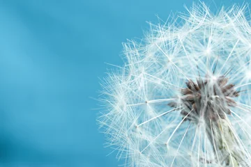 Foto op Plexiglas Dandelion macro type, seeds. Blue background color. © Anna