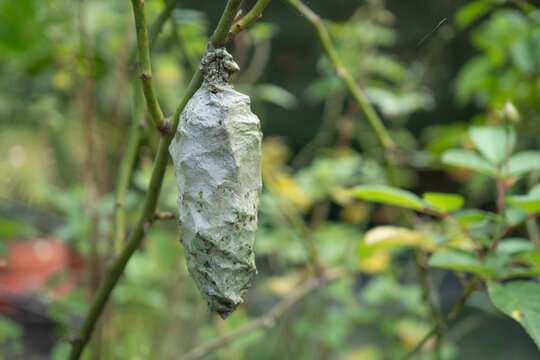 Large caterpillar cocoon hanging from branch