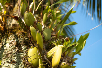 Flowerless orchid hanging from a coconut tree trunk