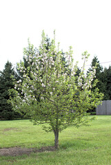 A ten year old apple tree started from a seed from a store bought apple. In a back yard, suburban Chicago, Illinois, USA.
