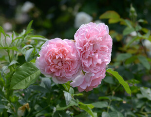 ラジオ・タイムス　バラの花